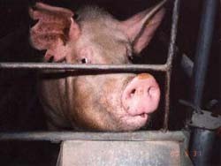 בודד וכלוא בתאו הקטן