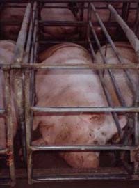 הכליאה הצפופה גורמת לחזירות לפציעות קשות