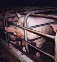 חשיכה, הצמאה, הרעבה, אלימות וכליאה בתא שלא מאפשר להן לזוז הם רק חלק מהעינויים שעוברות חזירות בתעשייה