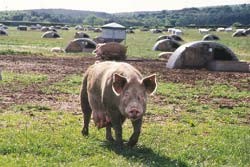 משק פתוח ליד נוטינגהאם, אנגליה