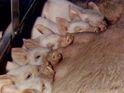 אמא מניקה את הגורים שלה