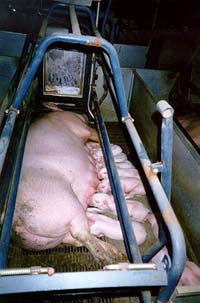 כלואה בתא שאינו מאפשר לה תזוזה ובו זמנית מניקה את גוריה. חזירה במשק גידול חזירים