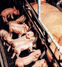 חזירונים יונקים מאימם הכלואה בתא