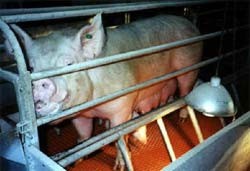 כליאת חזירה בתא שגודלו רק מעט גדול יותר מגודל גופה