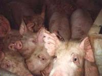 צפיפות מחניקה במשק לגידול חזירים