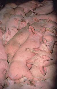 חזירים בערימה אחד על השני, כאשר אינם יכולים לזוז ובקושי לנשום