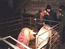 הסימון על הגב הוא לחזירים המיועדים ל דילול - הרג בגלל מצב גופני קשה