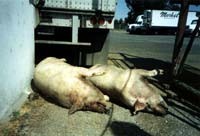 גופות חזירים