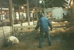 פועל מכה חזיר המתקשה לקום, וחזירים מתים לאחר ההובלה (בתמונה הקודמת).