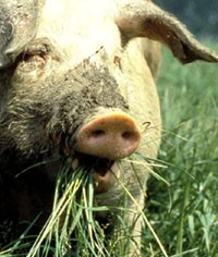 אוכל דשא בשדה הפתוח