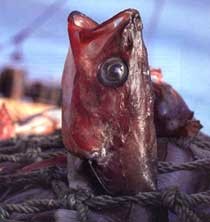 דיג באמצעות רשתות