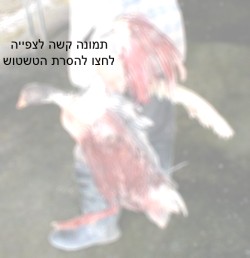 תקנות הלעטת אווזים