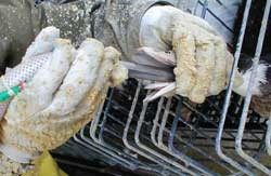 תקנות הלעטת אווזים