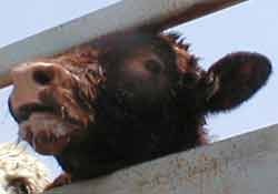 עגל מיובש בכביש הערבה