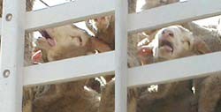 בקרוב יגססו פחות כבשים, 2004