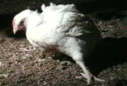 תרנגול מעוות גנטית בתעשיית הבשר