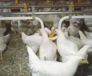 לול של עופות רבייה