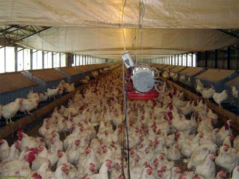 לול רבייה טיפוסי 