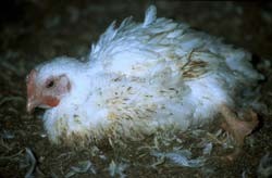 העצמות לא נושאות את הגוף