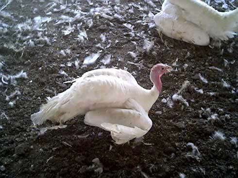 תרנגולת רובצת על הקרקע הקרקע ונשענת על כנפיה, כנראה כבר תשושה והרוסה מחייה העצובים