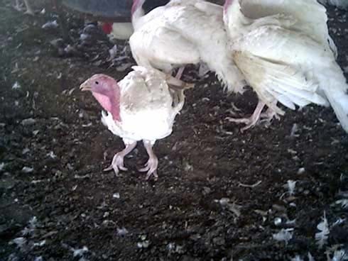 תרנגולת עם עיוות מחריד של עצמות הרגליים, אשר נבע מברירה מלאכותית שהאיצה את קצב גדילת התרנגולת, עד כדי כך...