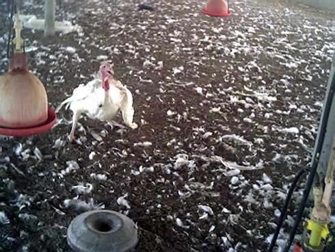 תרנגולות שסובלת מכשילת רגליים, עומדת בפישוק בלתי טבעי