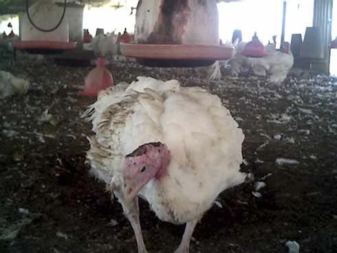 תרנגולות עם פצעים רבים, אשר ככל הנראה נגרמו כתוצאה מתקיפה של תרנגולות אחרות