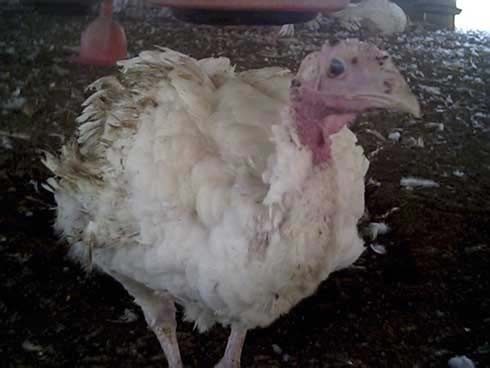 תרנגולת פצועה בצורה קשה מאוד, בעלת כנפיים מטונפות ושחוקות