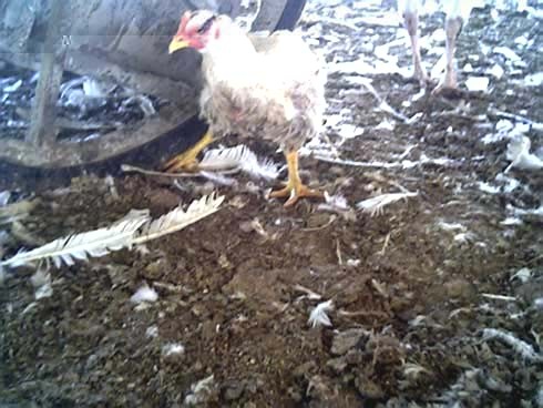 תרנגול פצוע בצורה קשה, אף לא טורח לברוח מהצלמים