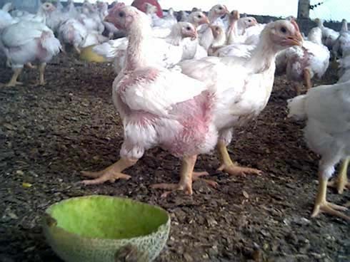 אזור של תרנגולי בית צעירים, אשר מגדלים נוצות ראשונות