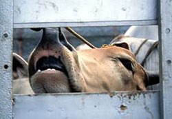 התעללות בפרות במהלך הובלתם לקראת השחיטה