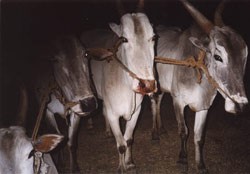 קורבנות תעשיית העור ההודית במהלך הובלה