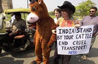 עורות קדושים