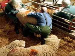 חיות במשק שנועד להשתלת איבריהם בבני אדם