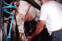 בין רווחים והפסדים, רווחת החיות כלל אינה מקבלת חשיבות בקרב החקלאים