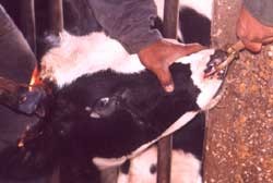 שקר המזון - תחקיר כלבוטק