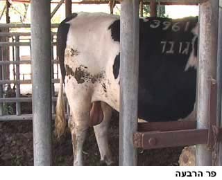 פר בחוות הרבעה בחוות שיאון ליד קיבוץ שריד שבעמק יזראל