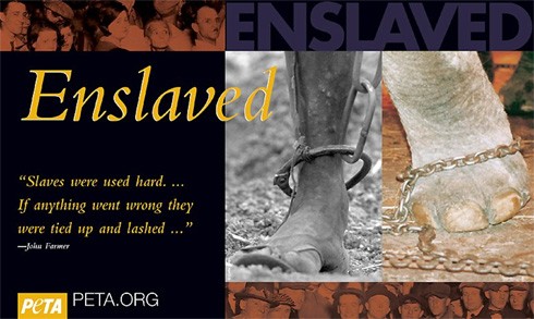 כבלים על רגליים של פיל בקרקס ושל עבד, עם ציטוט מדברי צאצא העבדים, ג'ון פארמר (PETA)
