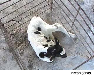 עגל בכלוב לאחר שהופרד מאמו