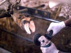 כל התמונות לקוחות מאתר הדרכה למטלפים