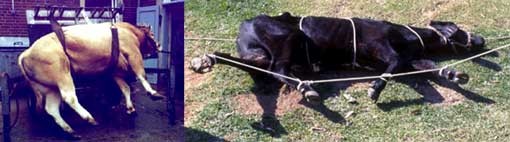 שיטות ריסון שונות לקראת הטילוף