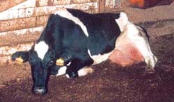 פרה קורסת ברפת